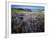Lupine and Paintbrush near Glacier Vista, Mt. Rainier National Park, Washington, USA-Charles Gurche-Framed Photographic Print