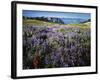 Lupine and Paintbrush near Glacier Vista, Mt. Rainier National Park, Washington, USA-Charles Gurche-Framed Photographic Print