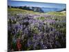 Lupine and Paintbrush near Glacier Vista, Mt. Rainier National Park, Washington, USA-Charles Gurche-Mounted Photographic Print