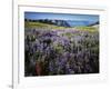 Lupine and Paintbrush near Glacier Vista, Mt. Rainier National Park, Washington, USA-Charles Gurche-Framed Photographic Print