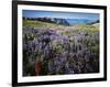 Lupine and Paintbrush near Glacier Vista, Mt. Rainier National Park, Washington, USA-Charles Gurche-Framed Photographic Print