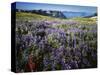 Lupine and Paintbrush near Glacier Vista, Mt. Rainier National Park, Washington, USA-Charles Gurche-Stretched Canvas