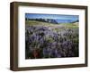 Lupine and Paintbrush near Glacier Vista, Mt. Rainier National Park, Washington, USA-Charles Gurche-Framed Photographic Print