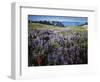 Lupine and Paintbrush near Glacier Vista, Mt. Rainier National Park, Washington, USA-Charles Gurche-Framed Photographic Print