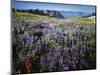 Lupine and Paintbrush near Glacier Vista, Mt. Rainier National Park, Washington, USA-Charles Gurche-Mounted Photographic Print