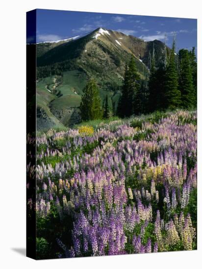 Lupine and Subalpine Firs, Humboldt National Forest, Jarbridge Wilderness and Mountains, Nevada,-Scott T. Smith-Stretched Canvas
