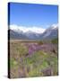 Lupine and the Main Divide, Arthur's Pass National Park, South Island, New Zealand-Rob Tilley-Stretched Canvas