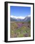Lupine and the Main Divide, Arthur's Pass National Park, South Island, New Zealand-Rob Tilley-Framed Photographic Print