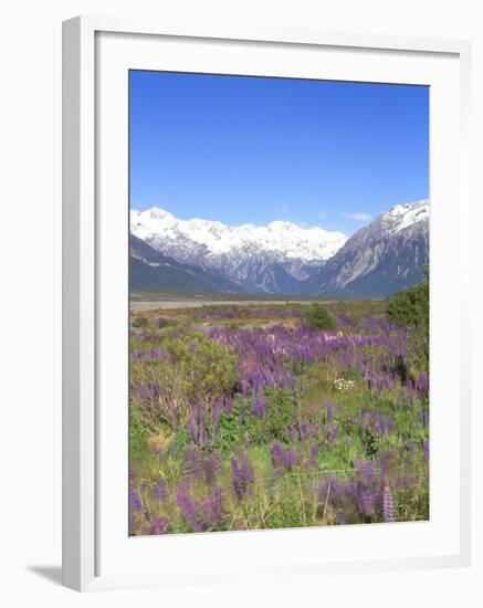 Lupine and the Main Divide, Arthur's Pass National Park, South Island, New Zealand-Rob Tilley-Framed Photographic Print