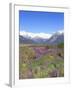 Lupine and the Main Divide, Arthur's Pass National Park, South Island, New Zealand-Rob Tilley-Framed Photographic Print