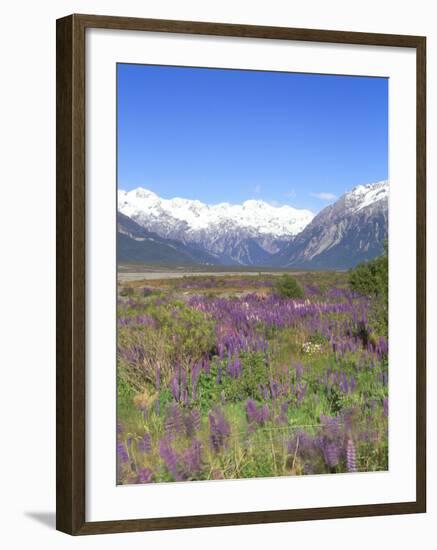 Lupine and the Main Divide, Arthur's Pass National Park, South Island, New Zealand-Rob Tilley-Framed Photographic Print