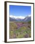 Lupine and the Main Divide, Arthur's Pass National Park, South Island, New Zealand-Rob Tilley-Framed Photographic Print