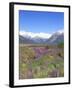 Lupine and the Main Divide, Arthur's Pass National Park, South Island, New Zealand-Rob Tilley-Framed Photographic Print