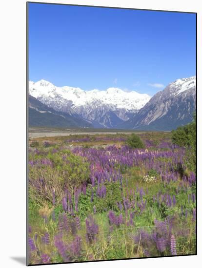 Lupine and the Main Divide, Arthur's Pass National Park, South Island, New Zealand-Rob Tilley-Mounted Photographic Print