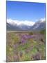 Lupine and the Main Divide, Arthur's Pass National Park, South Island, New Zealand-Rob Tilley-Mounted Photographic Print