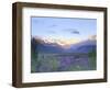 Lupine and the Main Divide, Arthur's Pass, South Island, New Zealand-Rob Tilley-Framed Photographic Print
