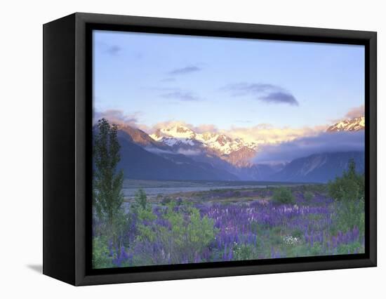 Lupine and the Main Divide, Arthur's Pass, South Island, New Zealand-Rob Tilley-Framed Stretched Canvas
