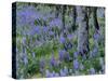 Lupine and White Oak in the Columbia Gorge, Oregon, USA-Chuck Haney-Stretched Canvas