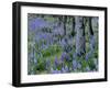 Lupine and White Oak in the Columbia Gorge, Oregon, USA-Chuck Haney-Framed Photographic Print