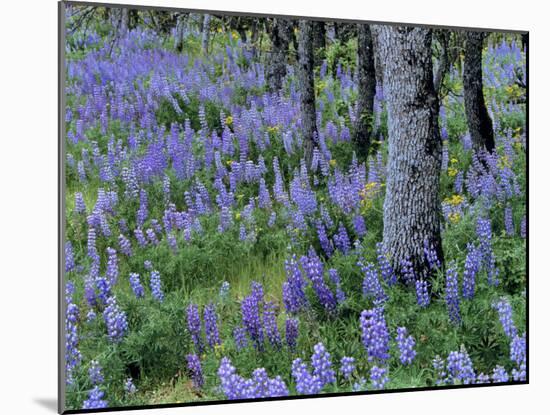 Lupine and White Oak in the Columbia Gorge, Oregon, USA-Chuck Haney-Mounted Photographic Print