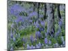 Lupine and White Oak in the Columbia Gorge, Oregon, USA-Chuck Haney-Mounted Photographic Print