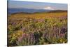 Lupine & Balsamroot with Mt. Hood-Steve Terrill-Stretched Canvas