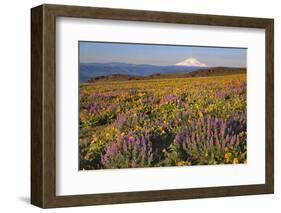 Lupine & Balsamroot with Mt. Hood-Steve Terrill-Framed Photographic Print