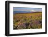 Lupine & Balsamroot with Mt. Hood-Steve Terrill-Framed Photographic Print