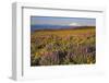 Lupine & Balsamroot with Mt. Hood-Steve Terrill-Framed Photographic Print