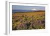 Lupine & Balsamroot with Mt. Hood-Steve Terrill-Framed Photographic Print