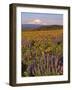Lupine & Balsamroot with Mt. Hood-Steve Terrill-Framed Photographic Print