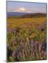 Lupine & Balsamroot with Mt. Hood-Steve Terrill-Mounted Photographic Print