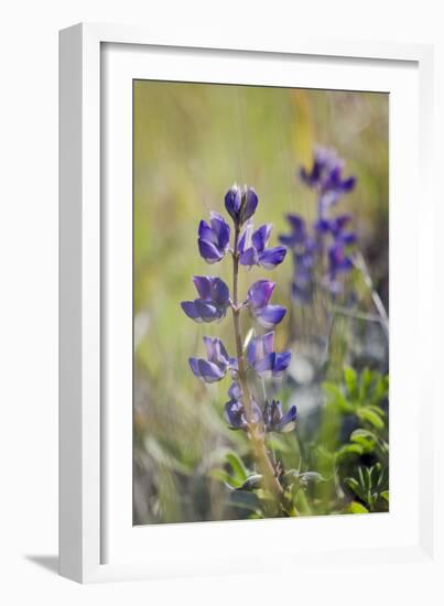 Lupine, California Central Coast, Near Paso Robles, California-Rob Sheppard-Framed Photographic Print