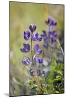 Lupine, California Central Coast, Near Paso Robles, California-Rob Sheppard-Mounted Photographic Print