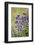 Lupine, California Central Coast, Near Paso Robles, California-Rob Sheppard-Framed Photographic Print