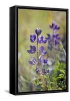 Lupine, California Central Coast, Near Paso Robles, California-Rob Sheppard-Framed Stretched Canvas