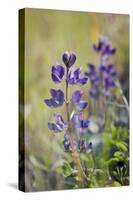 Lupine, California Central Coast, Near Paso Robles, California-Rob Sheppard-Stretched Canvas