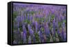 Lupine, Clallam County, Washington, USA-Charles Gurche-Framed Stretched Canvas