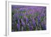 Lupine, Clallam County, Washington, USA-Charles Gurche-Framed Photographic Print