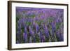 Lupine, Clallam County, Washington, USA-Charles Gurche-Framed Photographic Print