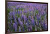 Lupine, Clallam County, Washington, USA-Charles Gurche-Framed Photographic Print