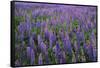 Lupine, Clallam County, Washington, USA-Charles Gurche-Framed Stretched Canvas