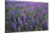 Lupine, Clallam County, Washington, USA-Charles Gurche-Stretched Canvas