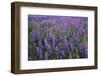 Lupine, Clallam County, Washington, USA-Charles Gurche-Framed Photographic Print