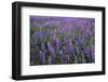 Lupine, Clallam County, Washington, USA-Charles Gurche-Framed Photographic Print