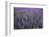 Lupine, Clallam County, Washington, USA-Charles Gurche-Framed Photographic Print