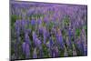 Lupine, Clallam County, Washington, USA-Charles Gurche-Mounted Photographic Print