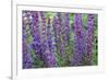 Lupine close Up-kvd design-Framed Photographic Print