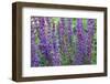 Lupine close Up-kvd design-Framed Photographic Print