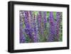 Lupine close Up-kvd design-Framed Photographic Print